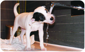 Parson Russell Terrier ZARA - Steniatko4